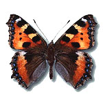 Nymicon