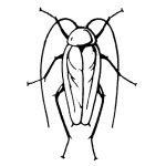 Blattodea