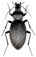 Carabus coriaceus