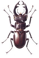 Lucanus cervus