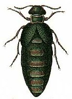 Meloe variegatus