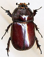 Oryctes nasicornis