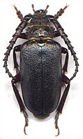 Prionus coriarius