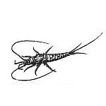 Archaeognatha