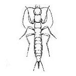 Grylloblattodea