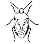 Heteroptera