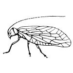 Megaloptera