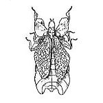 Phasmatodea
