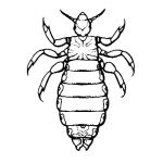 Phtiraptera