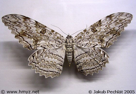 Thysania agrippina